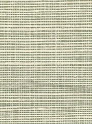 Coriander - WP