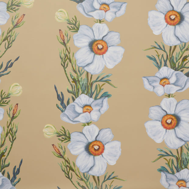 A wallpaper with a floral pattern featuring mainly white flowers and green leaves on a beige background - Straw Ojai Matilija Wallpaper – Botanical Yard Wallpaper
