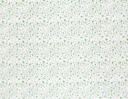 Jasper Green - F