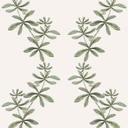 Green - WP