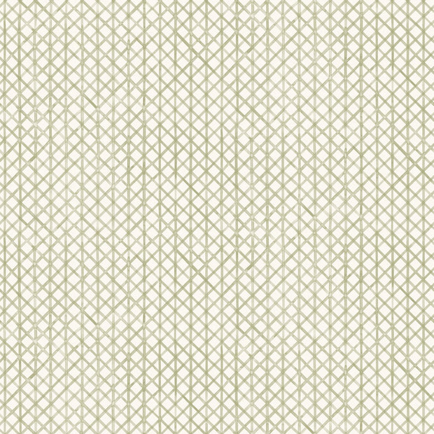 Willow - WP